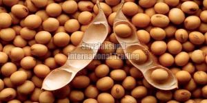 Soybean Seeds