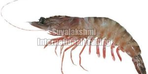 Tiger Prawns