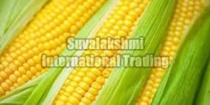 Yellow Maize