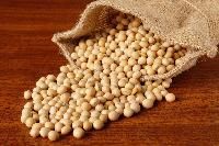 Soya Bean Seeds