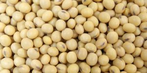 Soybean Seeds