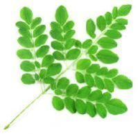 Moringa