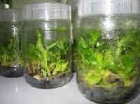 Plant Tissue Culture
