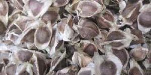 Moringa Seeds