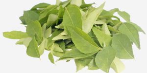 Fresh Curry Leaves
