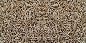 Cumin Seeds