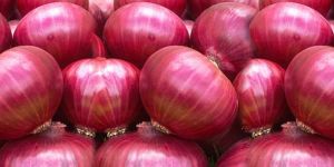 Fresh Red Onion