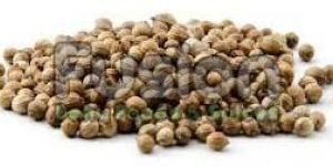 Coriander Seeds