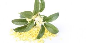Osmanthus Absolute Oil