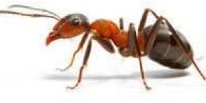 Ants Pest Control Services