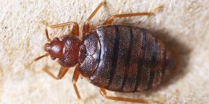 Bed Bug Pest Control Services