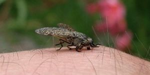 Flies Pest Control Services