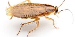 German Cockroach Pest Control Services