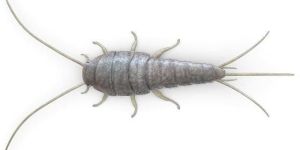 Silverfish Pest Control Services