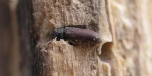 Wood Borer Pest Control Services