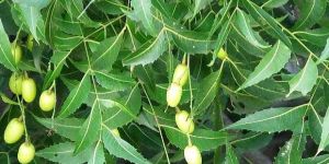 Neem Fruits