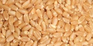 Wheat Seeds