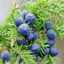 Juniper Berry