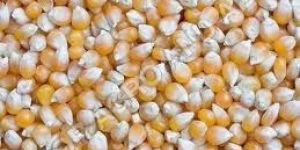 Maize Seeds