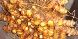 Turmeric Seeds