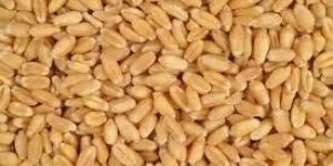 Wheat Seeds