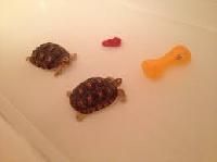 Tortoises Toys
