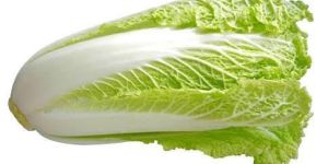 Chinese Cabbage