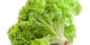 Leafy Lettuce
