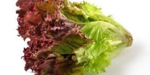 Lollo Rosso Lettuce