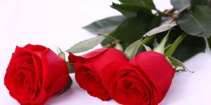 Fresh Red Rose Flowers