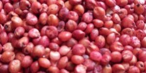 Sorghum Sudan Grass Seeds