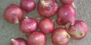 Red Onion