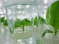 Plant Tissue Culture