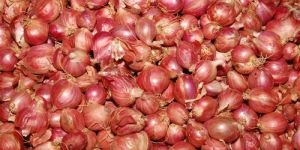 Fresh Small Onion