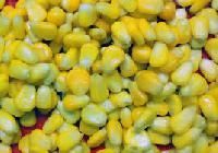 Sweet Corn Seed