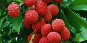 Fresh Litchi