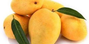 Fresh Mango