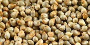 Pearl Millet Seeds