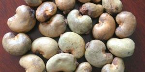 Raw Cashew Nut