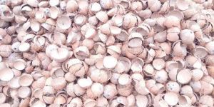 Coconut Shells