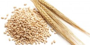 Barley Seeds