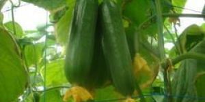 Cucumber