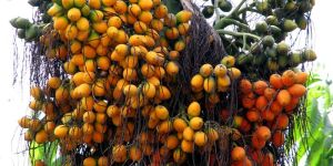 Areca Nut