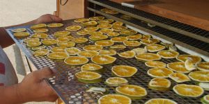 Solar Dried Vegetables and Fruits