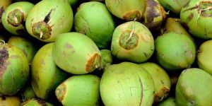 Tender Coconuts