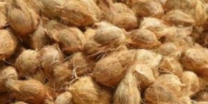 Semi Husked Coconuts
