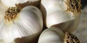 Garlic