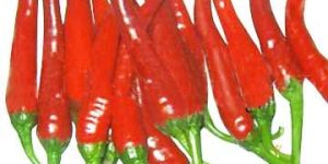 Red Chili