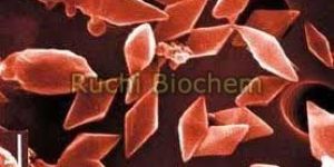 Bacillus Thuringiensis