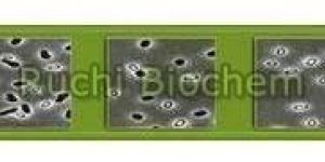 Phosphate Solubilizing Microorganisms